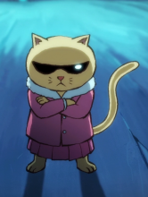 猫小咪